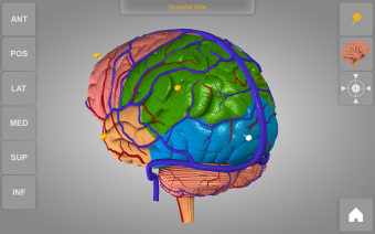 brain 3d atlas of anatomy