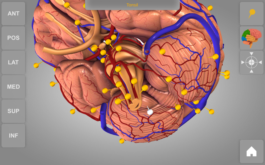 brain 3d atlas of anatomy - 28122014 android商店 | aptoide